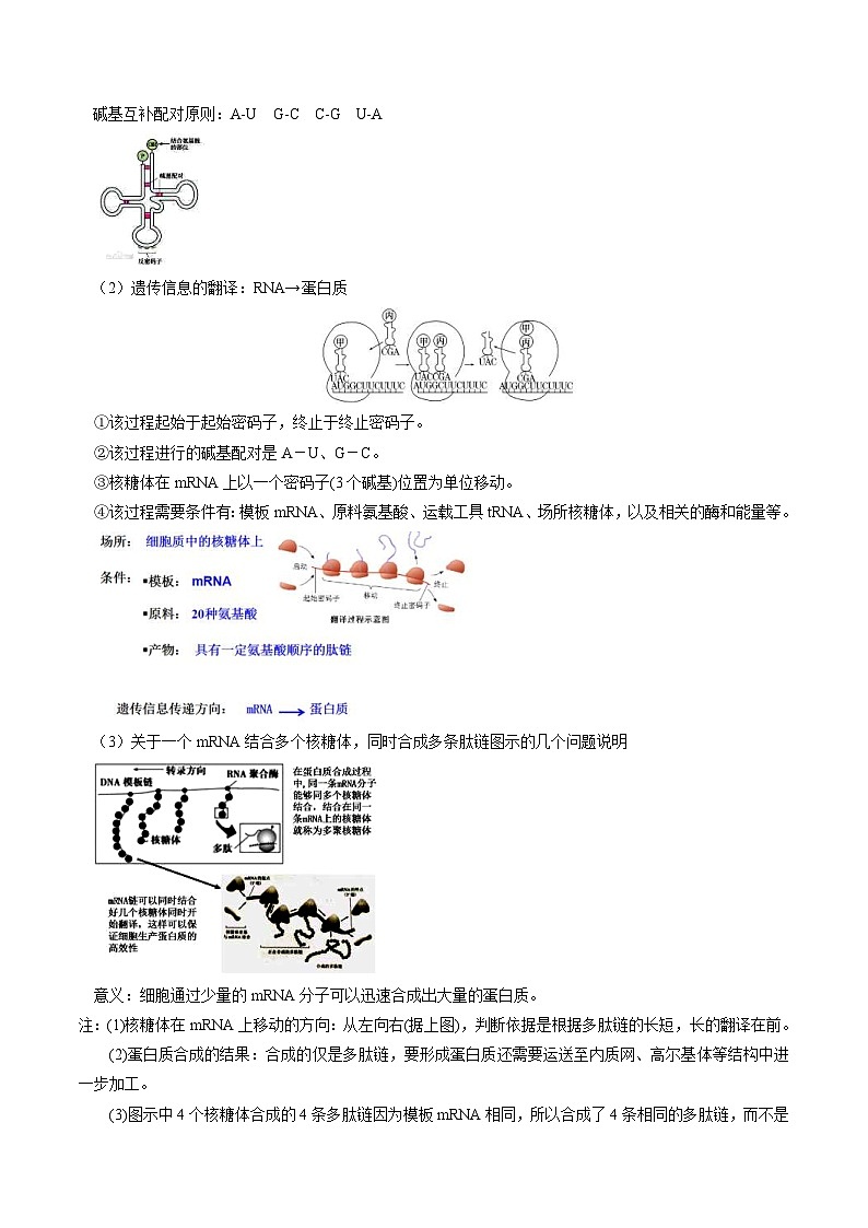 人教版(必修二)高中生物同步精品讲义4.1 基因指导蛋白质的合成（原卷版）第3页