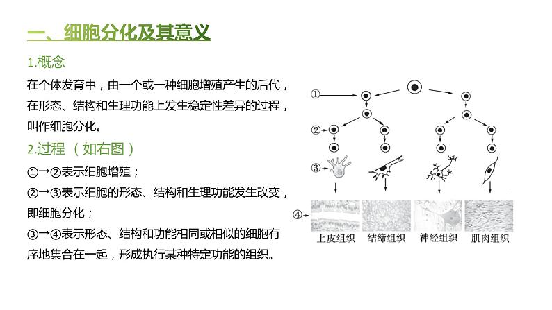 高中生物人教版（2019）必修1第六章6.2《细胞的分化》课件+同步练习03