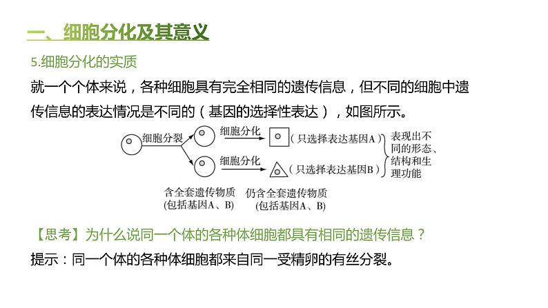 高中生物人教版（2019）必修1第六章6.2《细胞的分化》课件+同步练习05