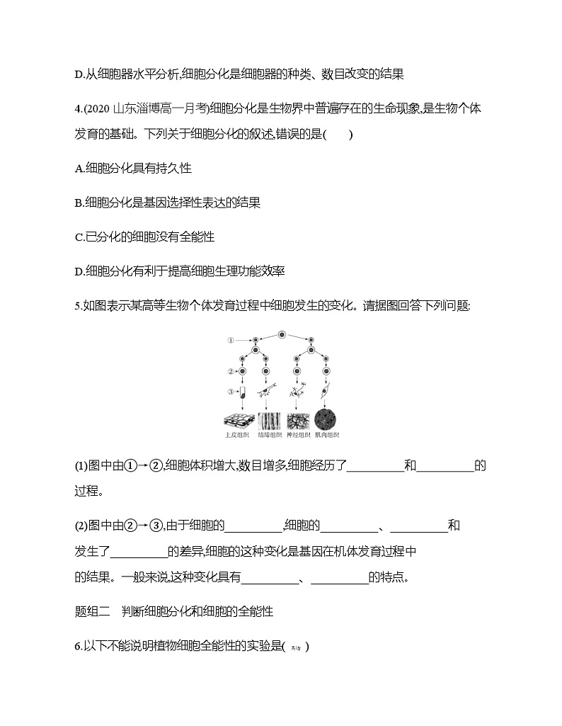 高中生物人教版（2019）必修1第六章6.2《细胞的分化》课件+同步练习02