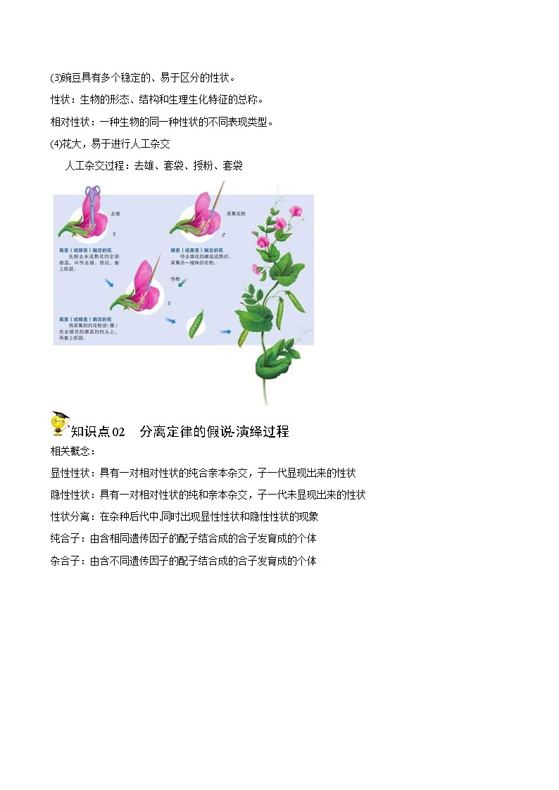 人教版(必修二)高中生物同步精品讲义1.1 孟德尔的豌豆杂交实验（一）（2份打包，原卷版+教师版）02