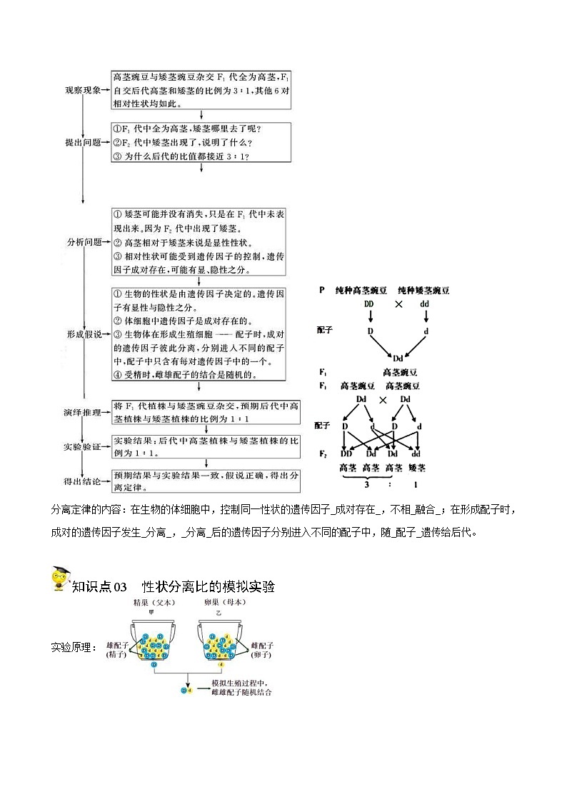 人教版(必修二)高中生物同步精品讲义1.1 孟德尔的豌豆杂交实验（一）（2份打包，原卷版+教师版）03