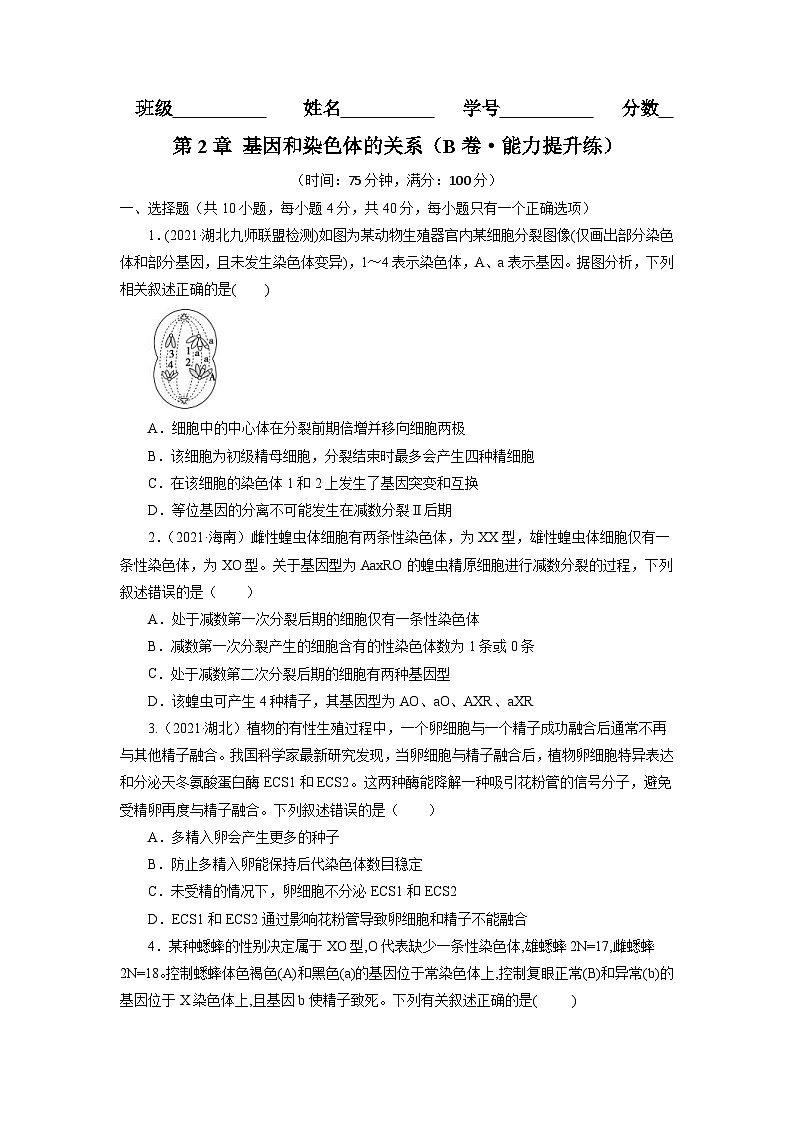 人教版(必修二)高中生物分层训练AB卷第2章 基因和染色体的关系（B卷·能力提升练）（2份打包，原卷版+教师版）01