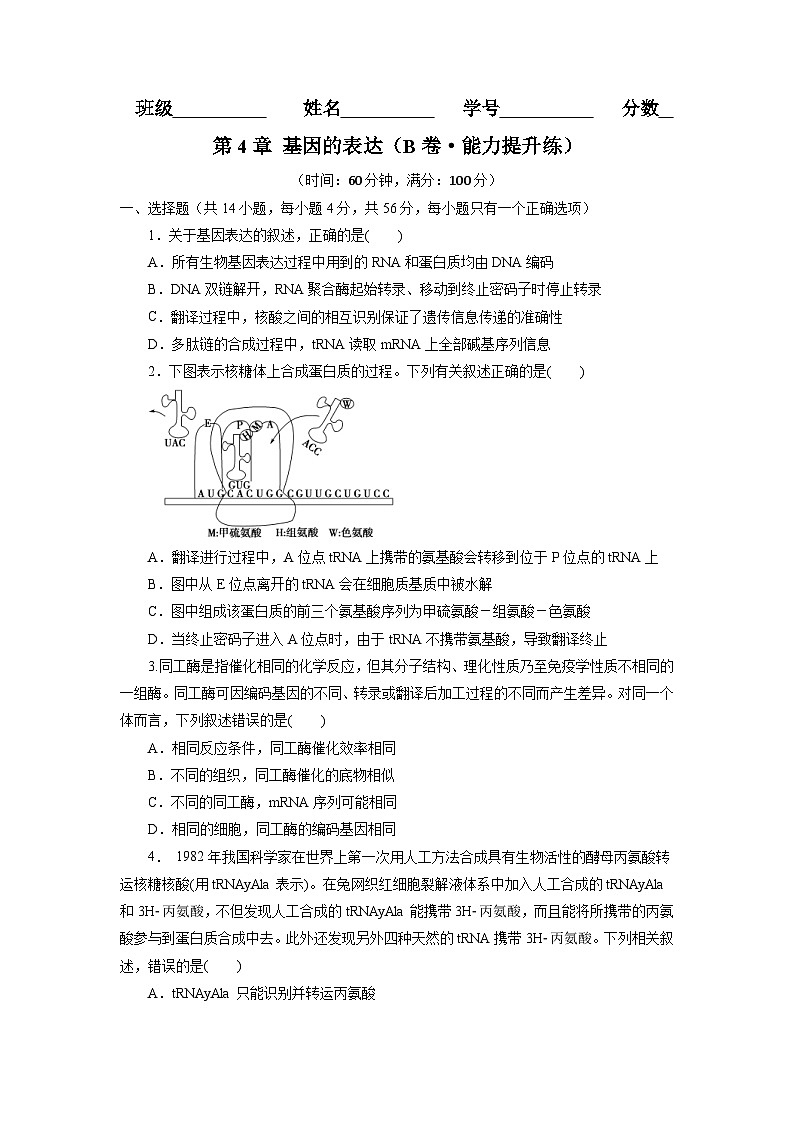 人教版(必修二)高中生物分层训练AB卷第4章 基因的表达（B卷·能力提升练）（2份打包，原卷版+教师版）01