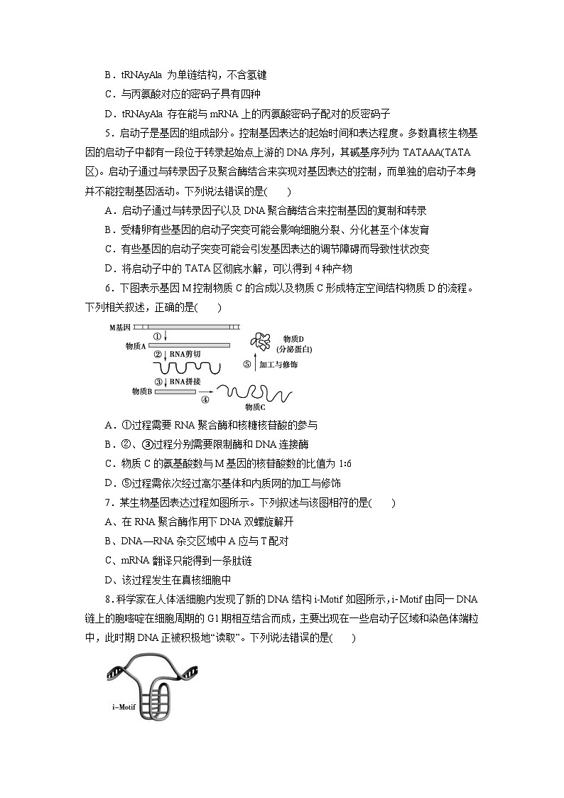 人教版(必修二)高中生物分层训练AB卷第4章 基因的表达（B卷·能力提升练）（2份打包，原卷版+教师版）02