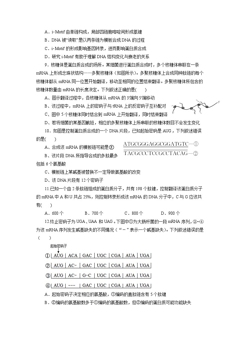 人教版(必修二)高中生物分层训练AB卷第4章 基因的表达（B卷·能力提升练）（2份打包，原卷版+教师版）03