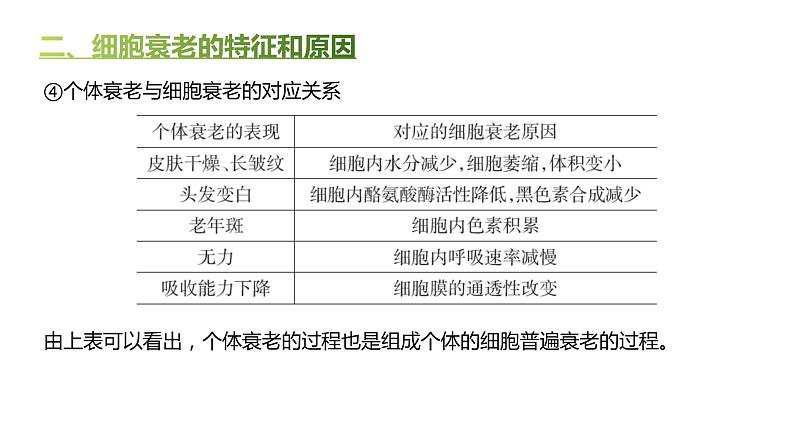 高中生物人教版（2019）必修1第六章6.3《细胞的衰老和死亡》课件+同步练习06