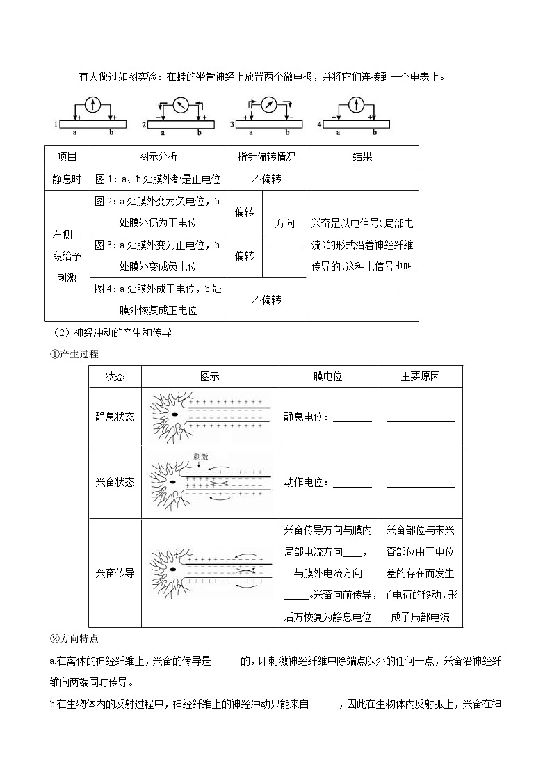人教版(选择性必修一)高中生物同步精品讲义2.3 神经冲动的产生和传导（2份打包，原卷版+教师版）02
