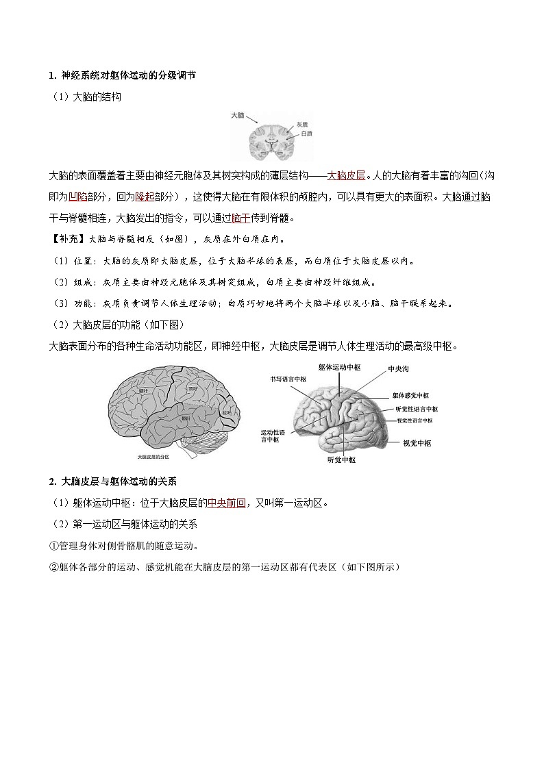 人教版(选择性必修一)高中生物同步精品讲义2.4 神经系统的分级调节（教师版）第2页
