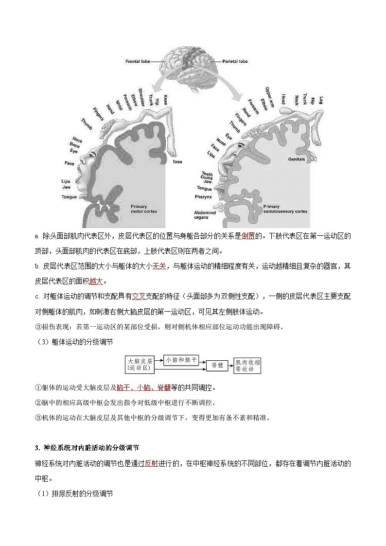 人教版(选择性必修一)高中生物同步精品讲义2.4 神经系统的分级调节（教师版）第3页