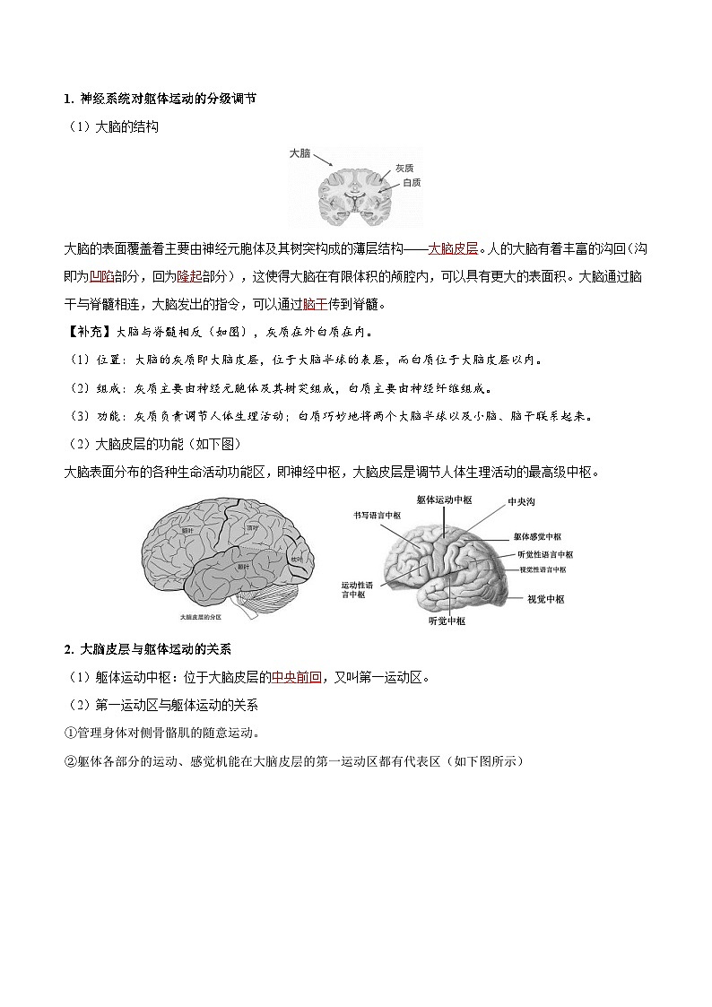 人教版(选择性必修一)高中生物同步精品讲义2.4 神经系统的分级调节（原卷版）第2页