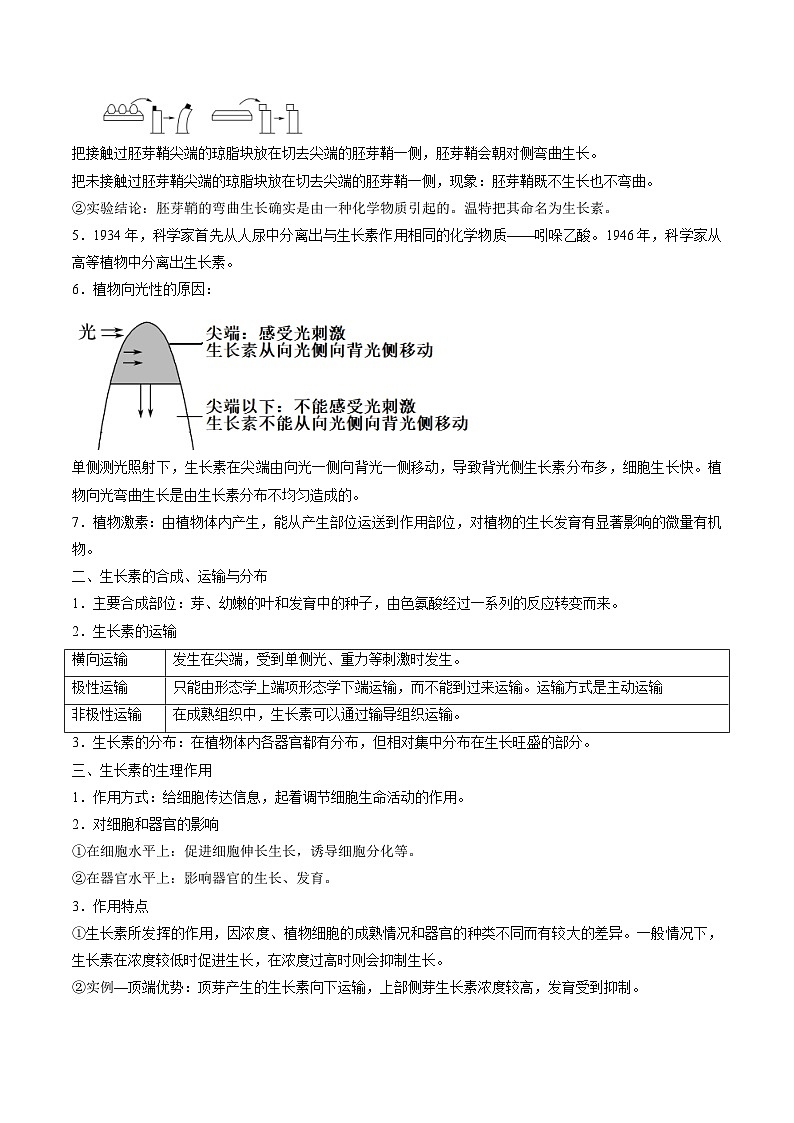 人教版(选择性必修一)高中生物同步精品讲义5.1 植物生长（2份打包，原卷版+教师版）03