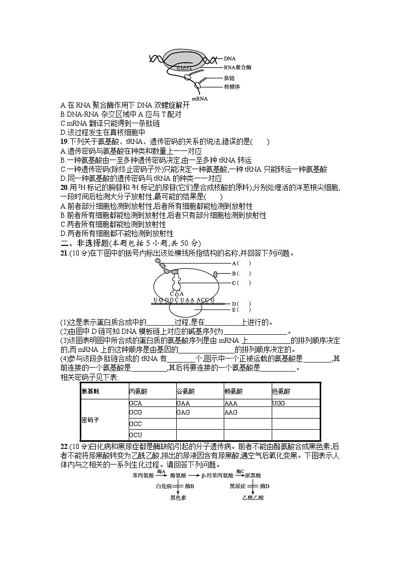 浙科版2019 高中生物 必修2 第三章遗传的分子基础过关检测(1)（含答案解析）03