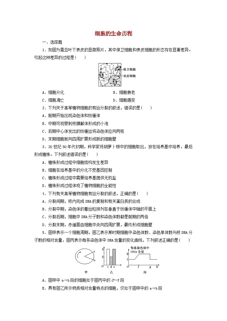 浙科版2019 高中生物 必修一  第四章细胞的生命历程阶段检测（word原卷板+解析版）01