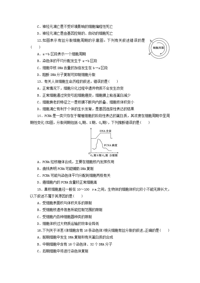 浙科版2019 高中生物 必修一  第四章细胞的生命历程阶段检测（word原卷板+解析版）03