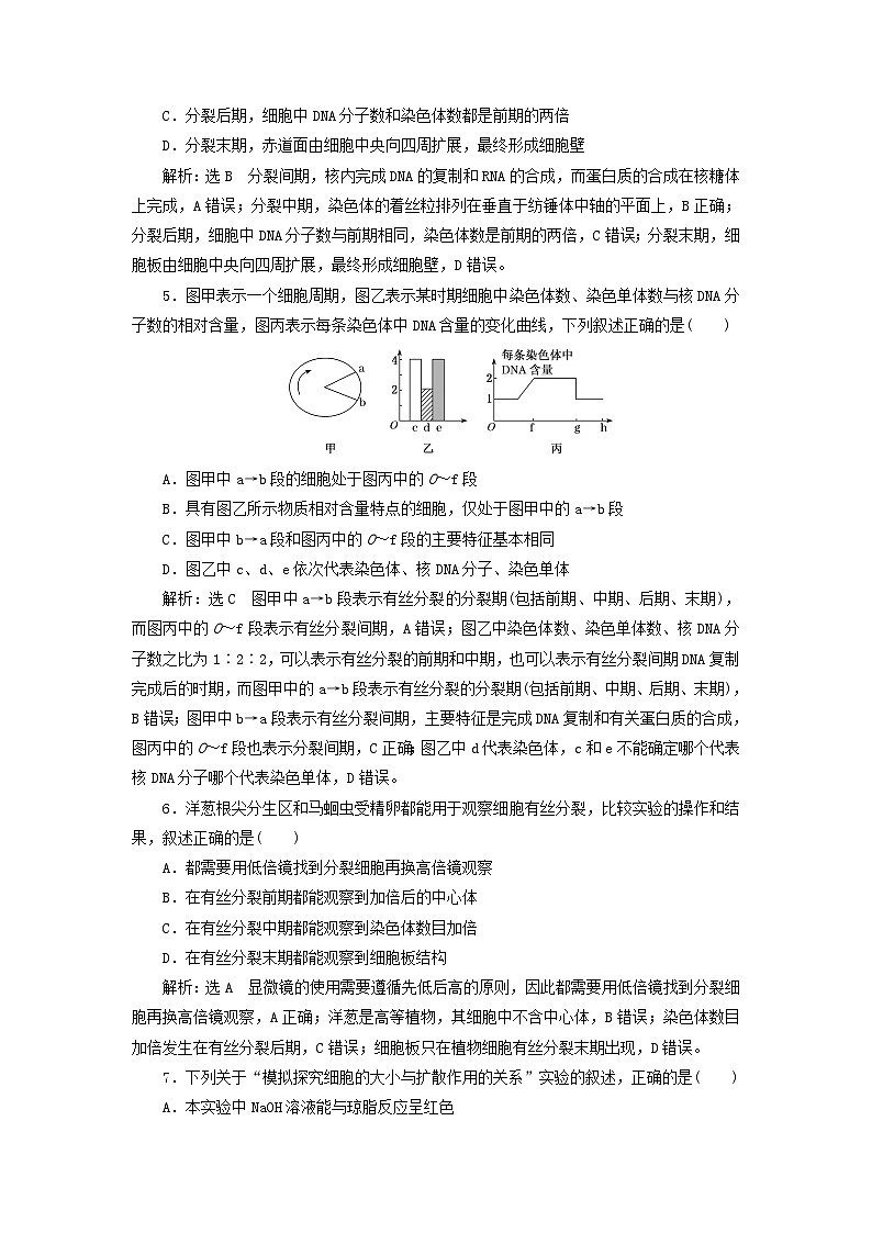 浙科版2019 高中生物 必修一  第四章细胞的生命历程阶段检测（word原卷板+解析版）02