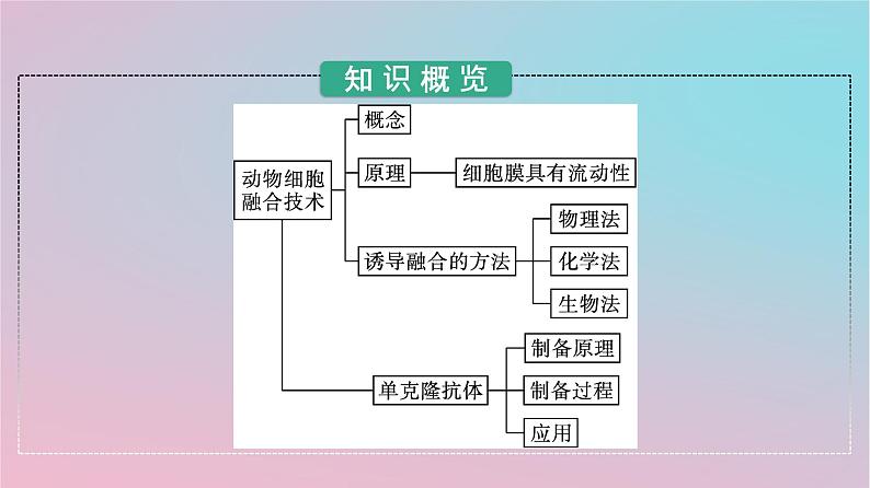 新教材2023年高中生物第2章细胞工程第2节动物细胞工程第2课时动物细胞融合技术与单克鹿体课件新人教版选择性必修303