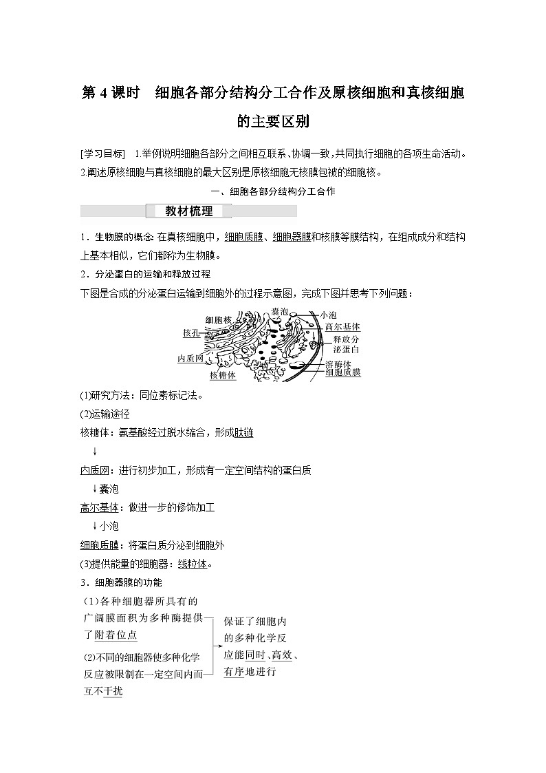 苏教版(2019）高中生物 必修1   第二章 第二节 第4课时　细胞各部分结构分工合作及原核细胞和真核细胞的主要区别（学案+课时对点练 word版含解析）01