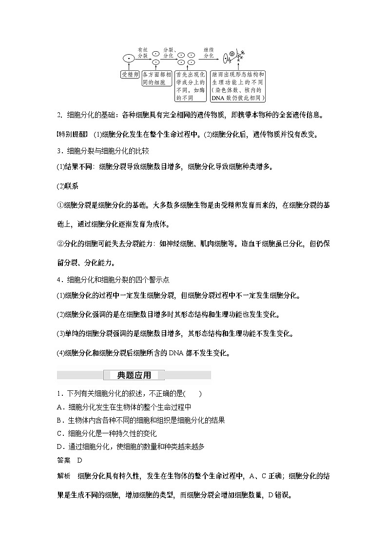 苏教版(2019）高中生物 必修1   第四章 第二节 第1课时　细胞分化和细胞全能性（学案+课时对点练 word版含解析）03