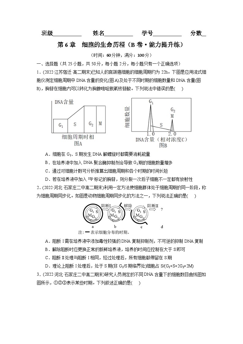 第6章  细胞的生命历程（B卷·能力提升练）（学生版） 第1页