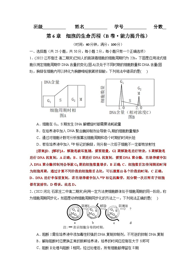 第6章  细胞的生命历程（B卷·能力提升练）（教师版） 第1页