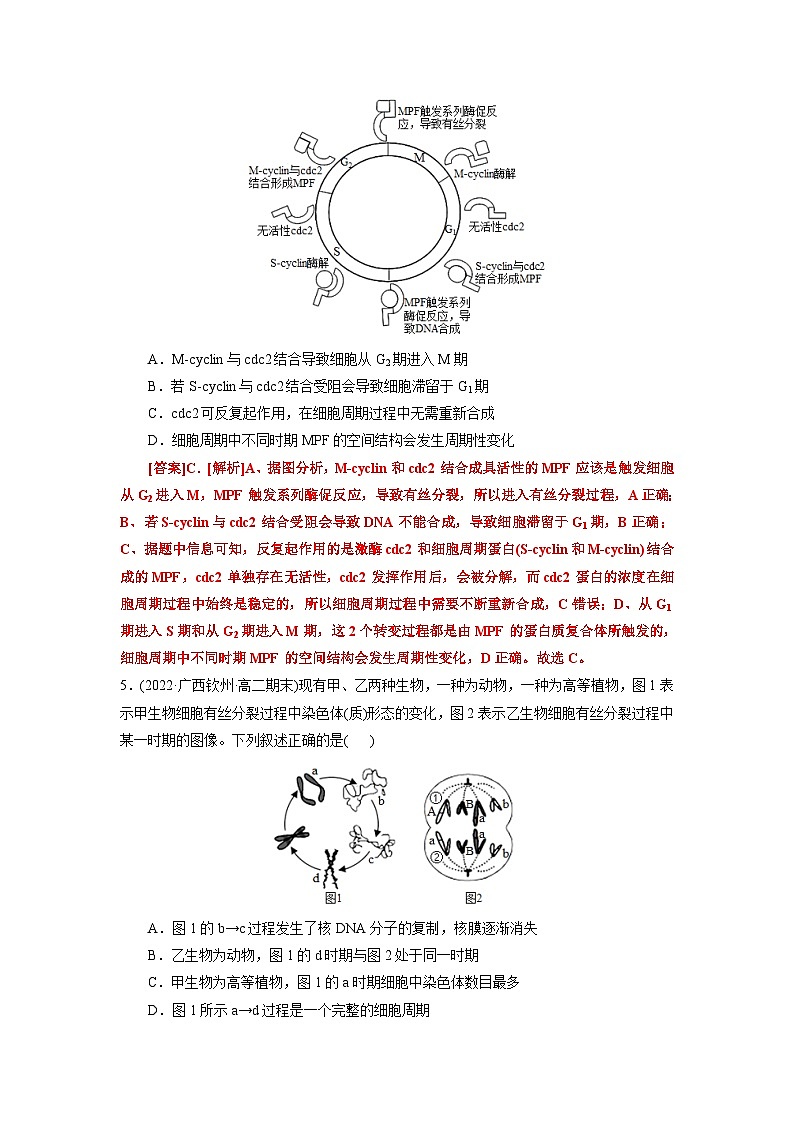 第6章  细胞的生命历程（B卷·能力提升练）（教师版） 第3页