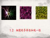 1.2 细胞的多样性和统一性课件-2023-2024学年高一上学期生物人教版必修1