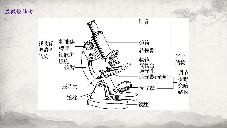 1.2 细胞的多样性和统一性课件-2023-2024学年高一上学期生物人教版必修105