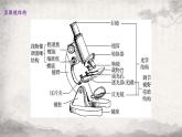 1.2 细胞的多样性和统一性课件-2023-2024学年高一上学期生物人教版必修1