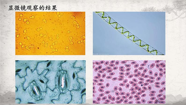 1.2 细胞的多样性和统一性课件-2023-2024学年高一上学期生物人教版必修108