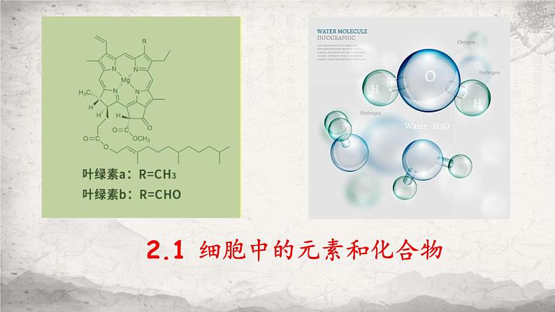 2.1 细胞中的元素和化合物课件-2023-2024学年高一上学期生物人教版必修101