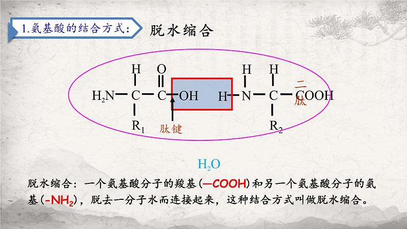 2.4蛋白质是生命活动的主要承担者课件-2023-2024学年高一上学期生物人教版必修102