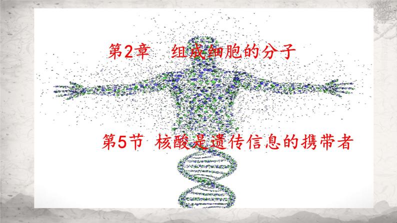 2.5 核酸是遗传信息的携带者课件-2023-2024学年高一上学期生物人教版必修102