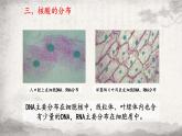 2.5 核酸是遗传信息的携带者课件-2023-2024学年高一上学期生物人教版必修1