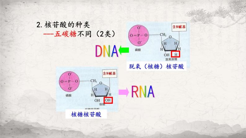 2.5 核酸是遗传信息的携带者课件-2023-2024学年高一上学期生物人教版必修107