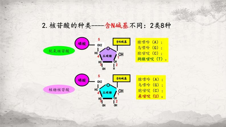 2.5 核酸是遗传信息的携带者课件-2023-2024学年高一上学期生物人教版必修108