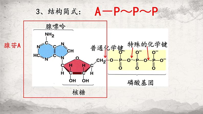 5.2细胞的能量货币ATP课件-2023-2024学年高一上学期生物人教版必修106