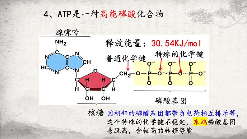 5.2细胞的能量货币ATP课件-2023-2024学年高一上学期生物人教版必修107