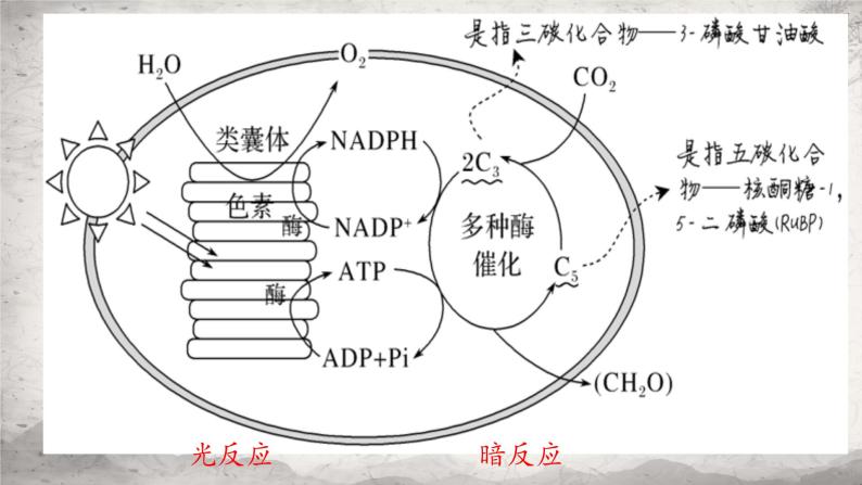 5.4.2光合作用的原理和应用课件-2023-2024学年高一上学期生物人教版必修108