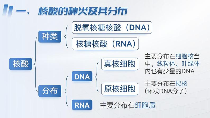 【核心素养】人教版高中生物必修一2.5 核酸是遗传信息的携带者 课件第6页