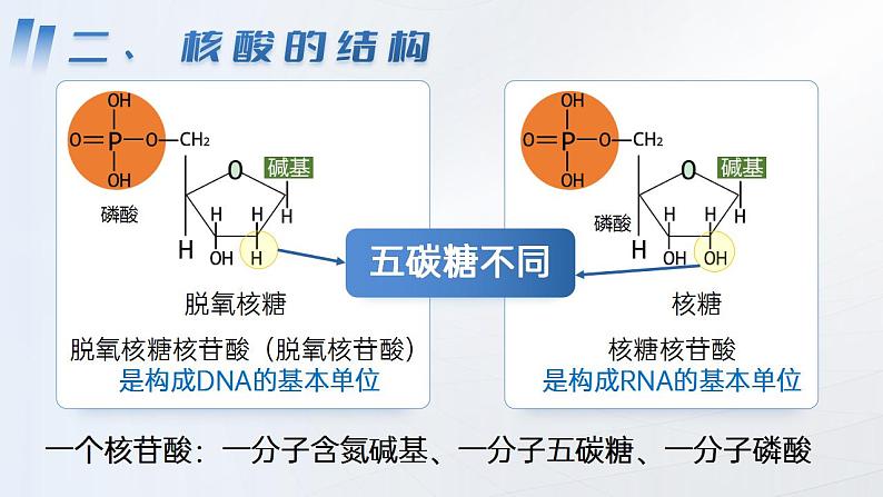 【核心素养】人教版高中生物必修一2.5 核酸是遗传信息的携带者 课件第8页