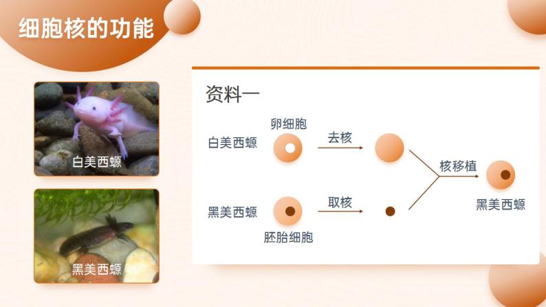 【核心素养】人教版高中生物必修一3.3 细胞核的结构和功能 课件05