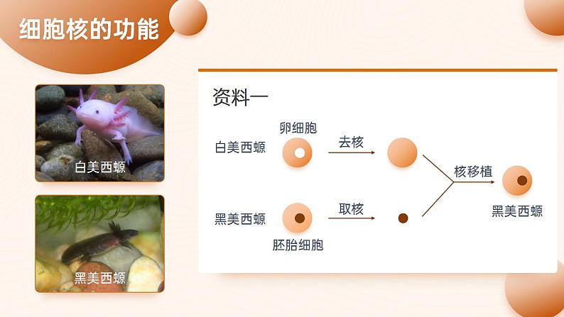 【核心素养】人教版高中生物必修一3.3 细胞核的结构和功能 课件05