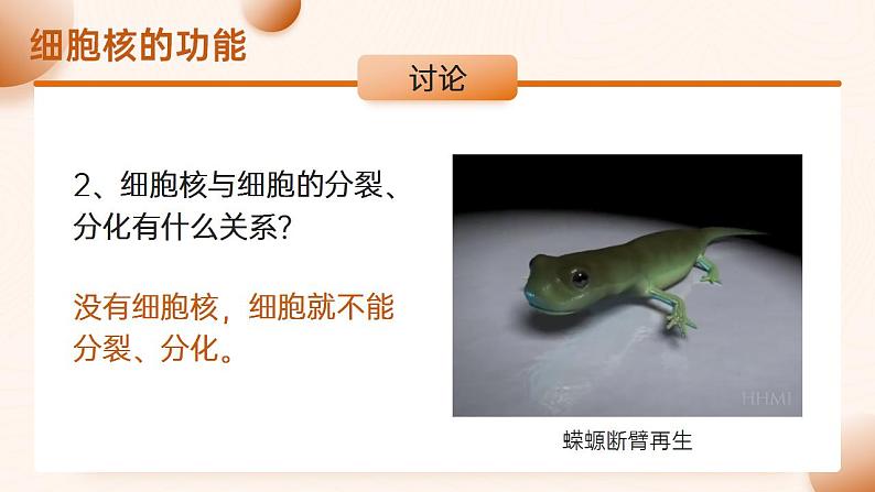 【核心素养】人教版高中生物必修一3.3 细胞核的结构和功能 课件08