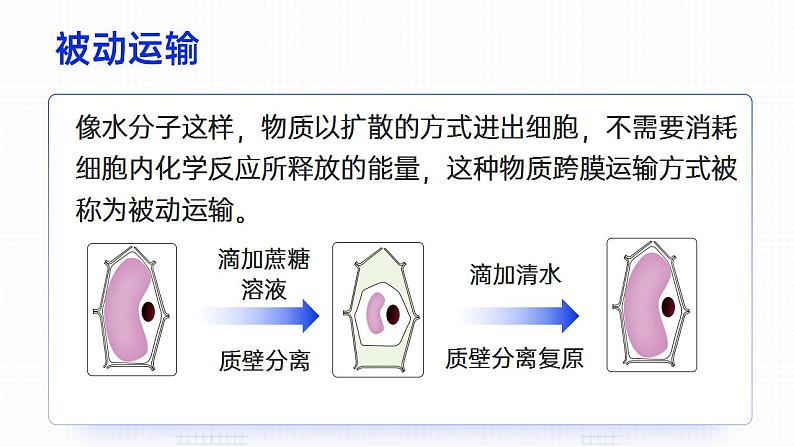 【核心素养】人教版高中生物必修一4.1 被动运输（下） 课件05