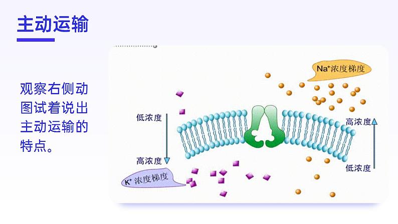 【核心素养】人教版高中生物必修一4.2 主动运输和胞吞、胞吐 课件06