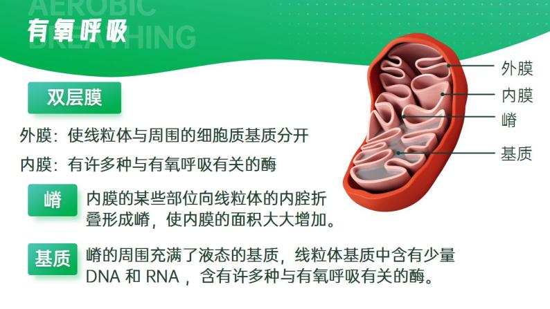 【核心素养】人教版高中生物必修一5.3.1 细胞呼吸的原理和应用（第二课时） 课件07