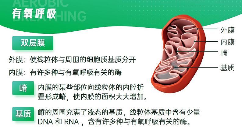 【核心素养】人教版高中生物必修一5.3.1 细胞呼吸的原理和应用（第二课时） 课件07