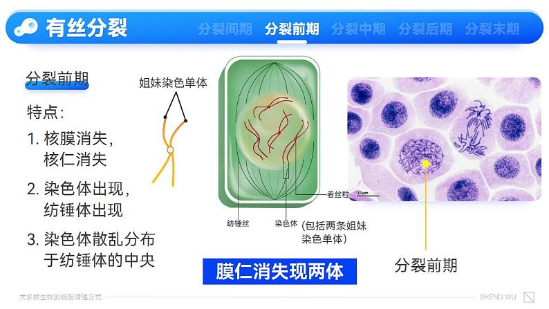 【核心素养】人教版高中生物必修一6.1.2 有丝分裂 课件06