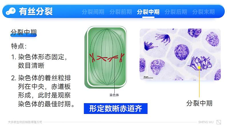 【核心素养】人教版高中生物必修一6.1.2 有丝分裂 课件07